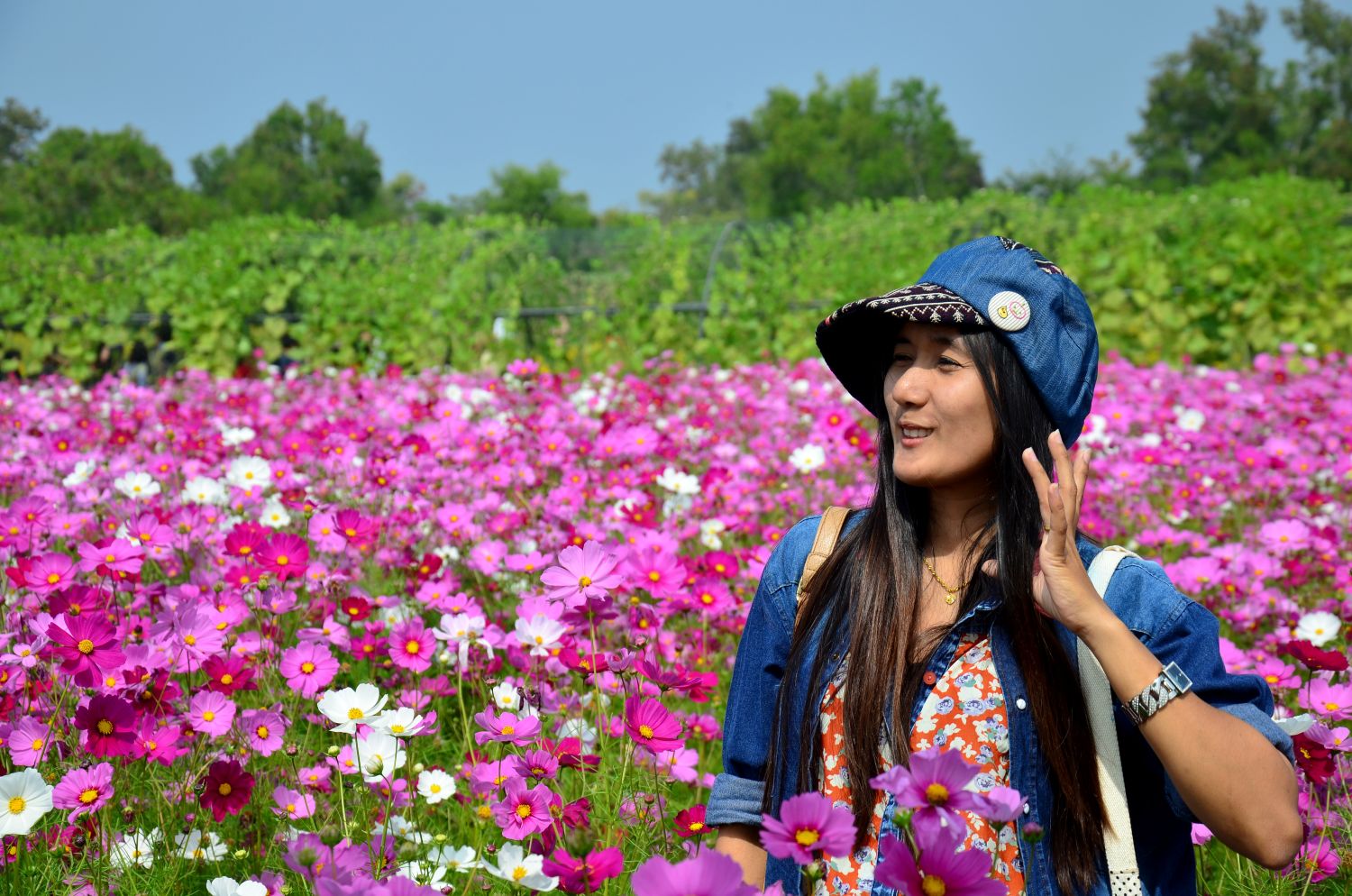 Admire the blooming flower fields.