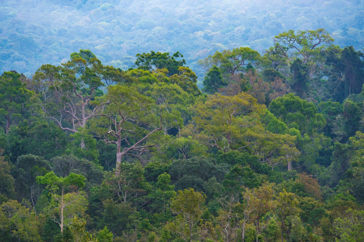 Khao Yai